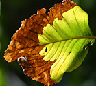 liborius cardos india